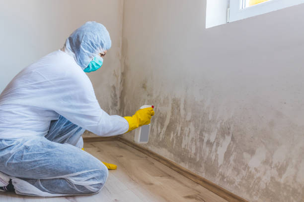 Licensed Black Mold Removal service in Bartlett, TX - WQB Mold Removal