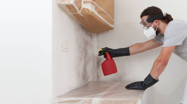 Professional Black Mold Removal technician working in Bartlett, TX