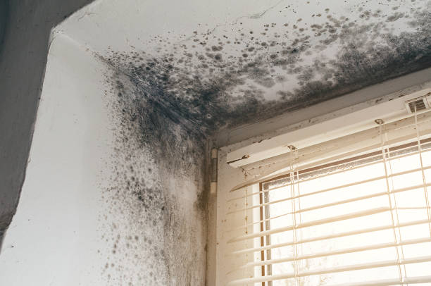Affordable Black Mold Removal solutions in Bartlett, TX